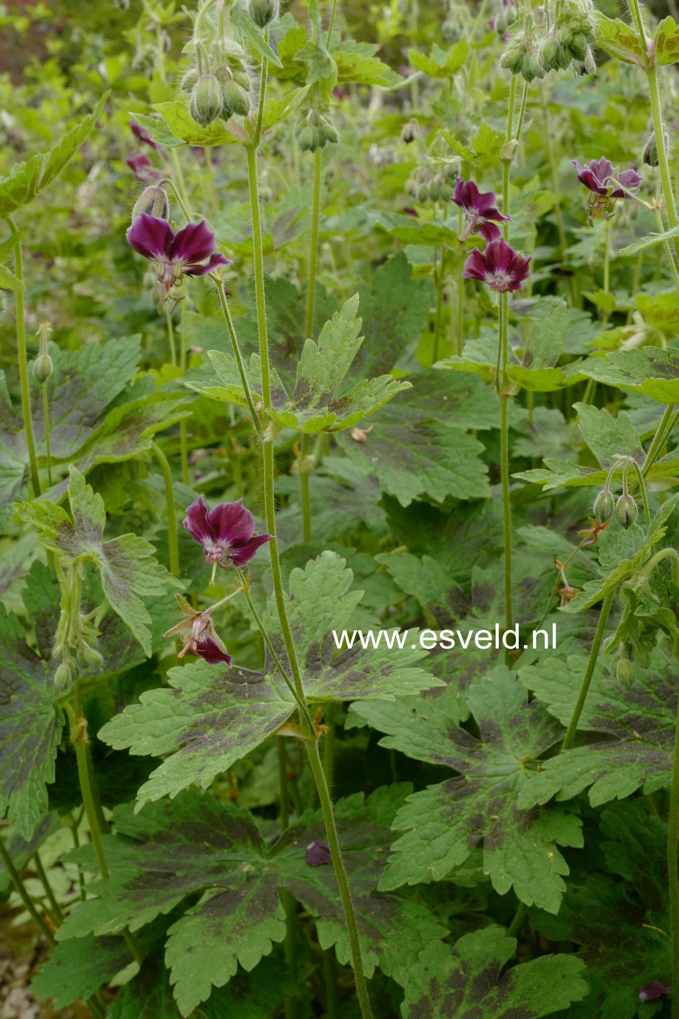 Geranium phaeum 'Samobor'