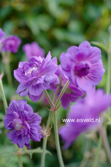 Geranium pratense 'Plenum Violaceum'