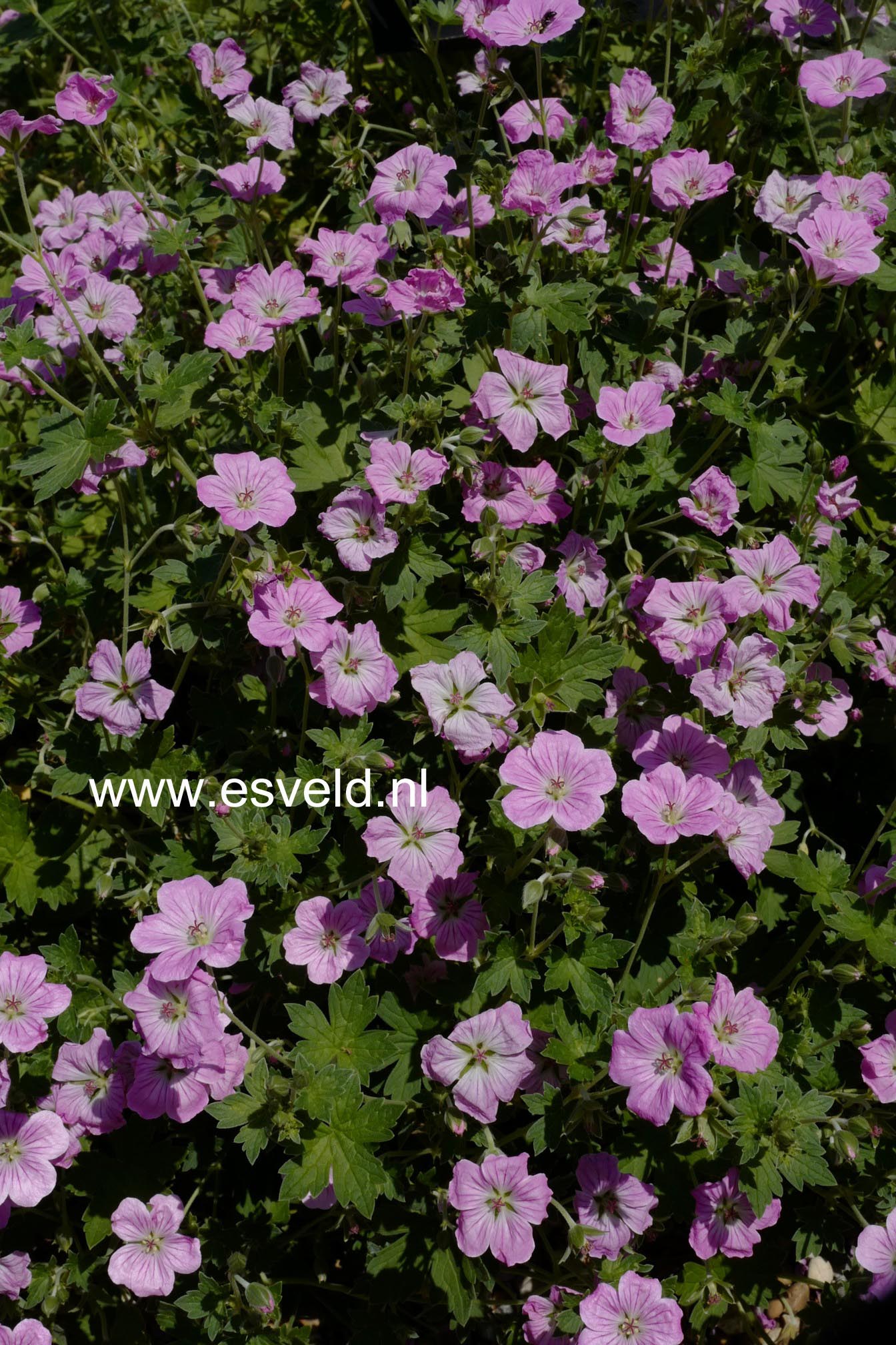 Geranium riversleaianum 'Mavis Simpson'
