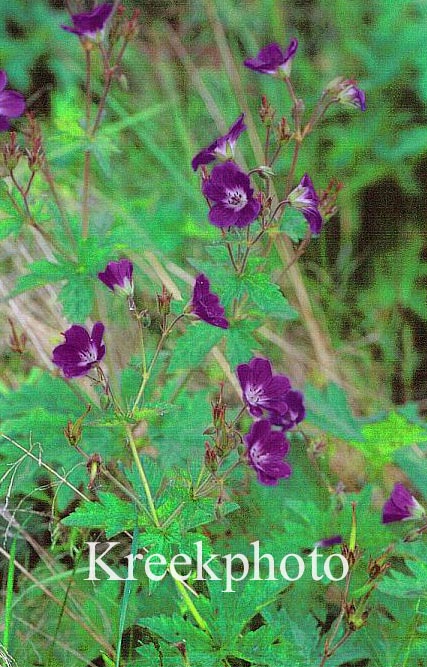 Geranium sylvaticum