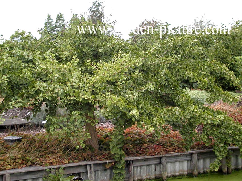 Ginkgo biloba 'Horizontalis'