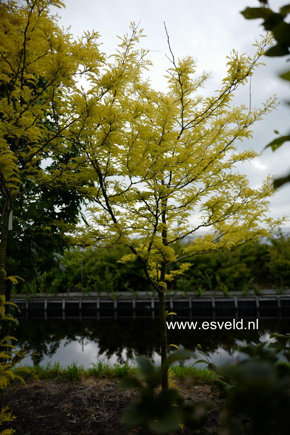 Gleditsia triacanthos 'Sunburst'