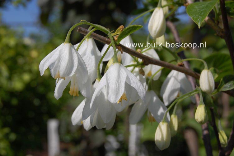 Halesia carolina 'Uconn Wedding Bells'