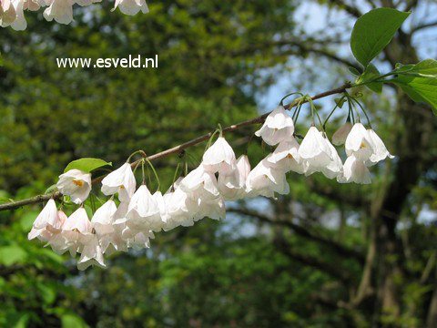 Halesia monticola rosea