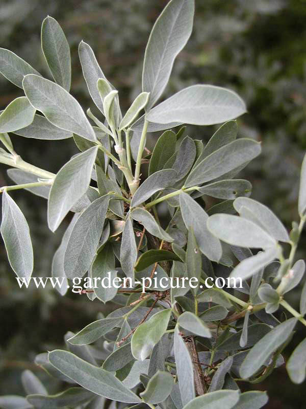 Halimodendron halodendron