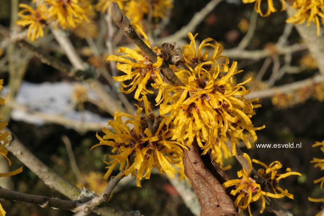 Hamamelis 'Doerak'