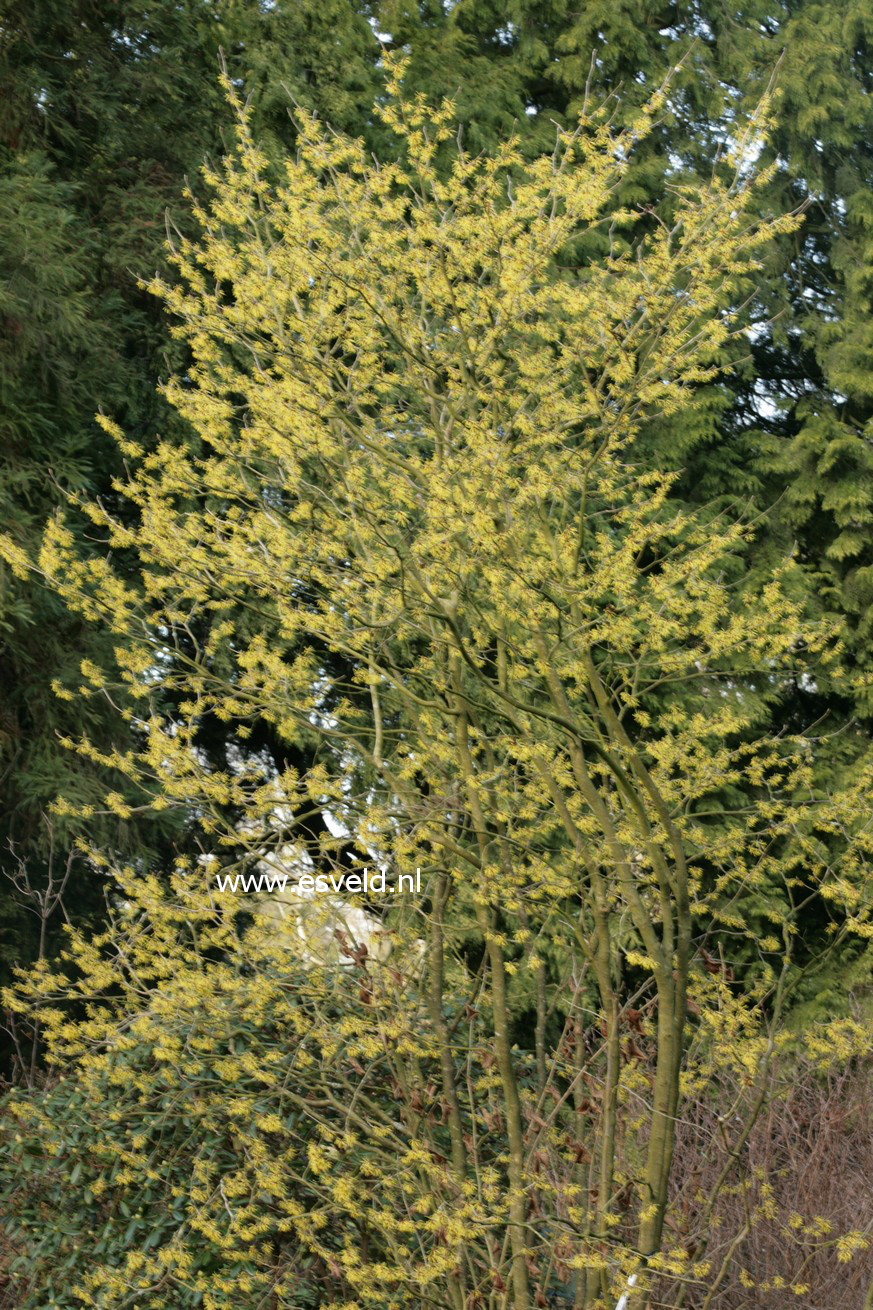 Hamamelis intermedia 'Amanon'