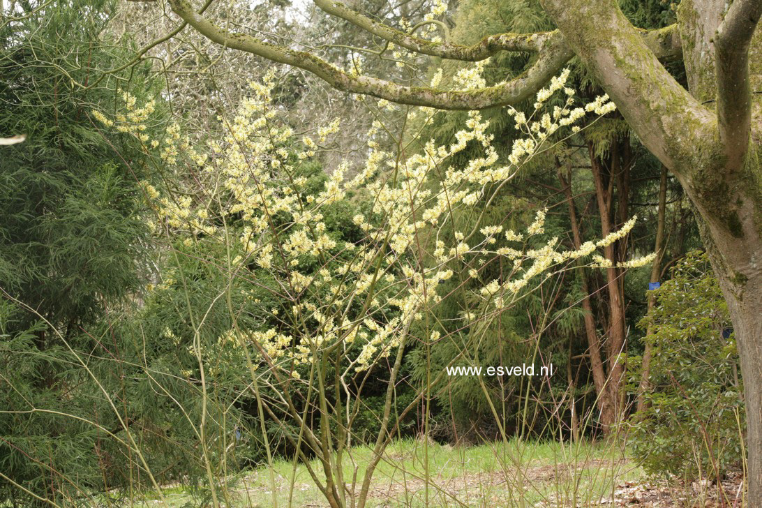 Hamamelis intermedia 'Angelly'