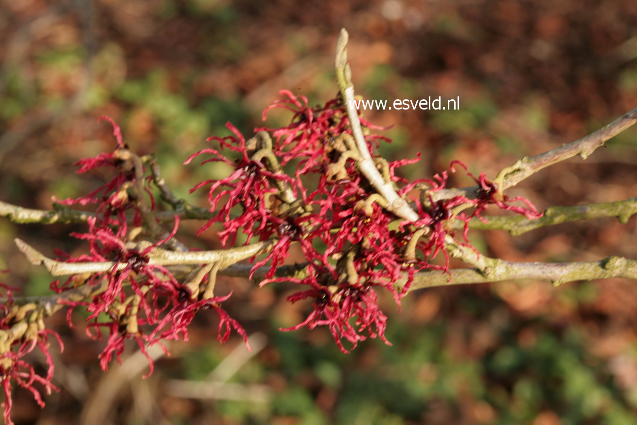 Hamamelis intermedia 'Birgit'