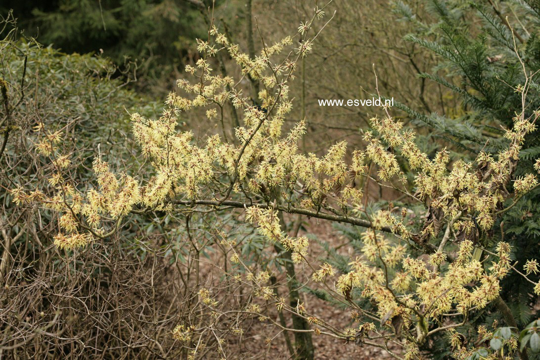 Hamamelis intermedia 'Gimborn's Perfume'