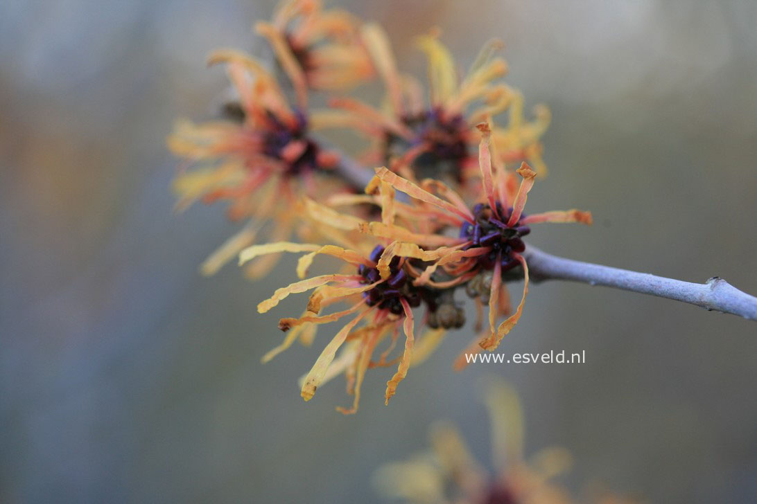 Hamamelis intermedia 'Harry'