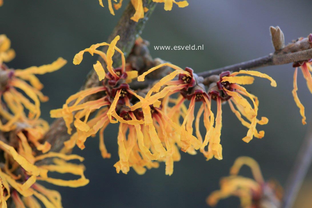 Hamamelis intermedia 'John'