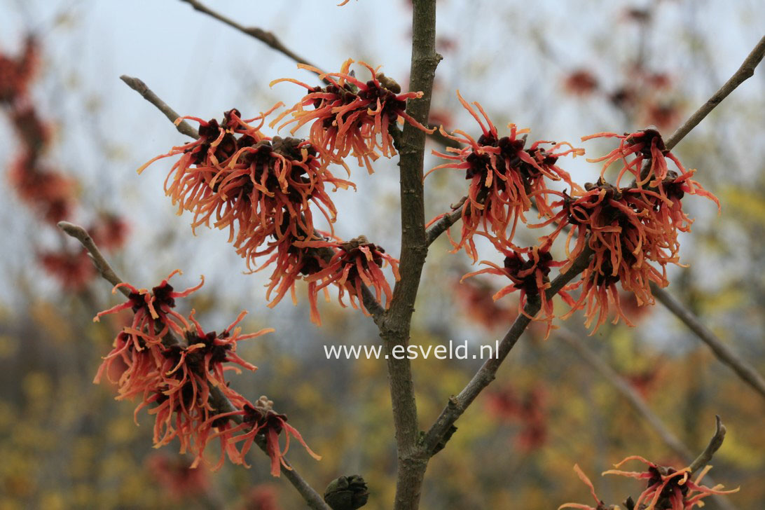 Hamamelis intermedia 'Old Copper'