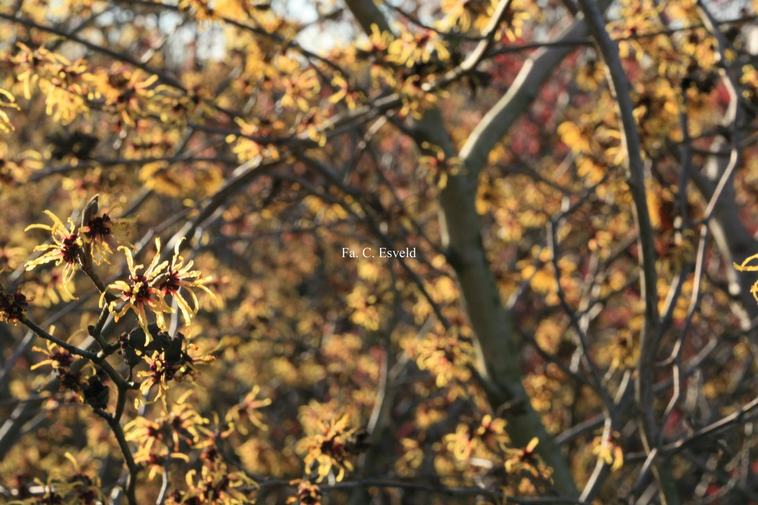 Hamamelis intermedia 'Orange Beauty'