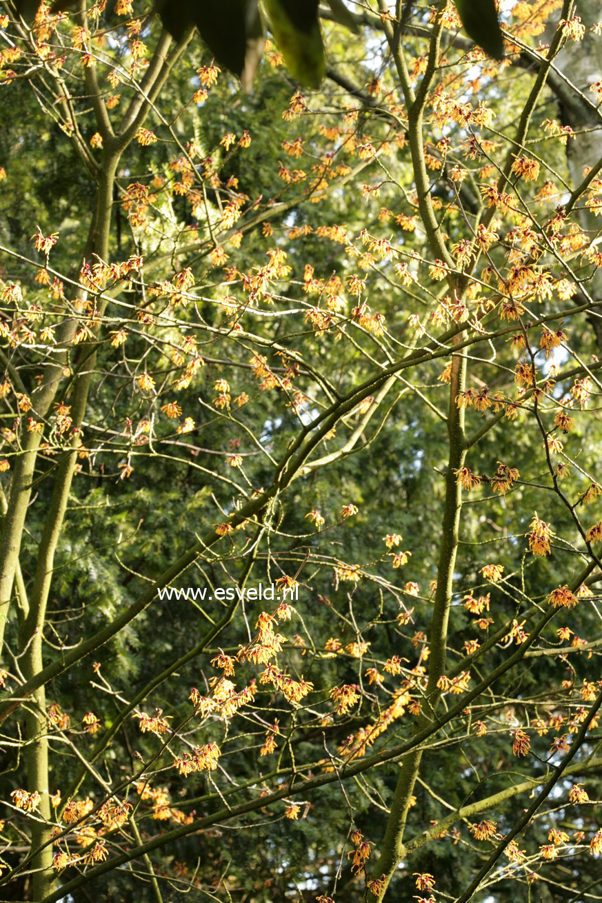 Hamamelis intermedia 'Orange Peel'