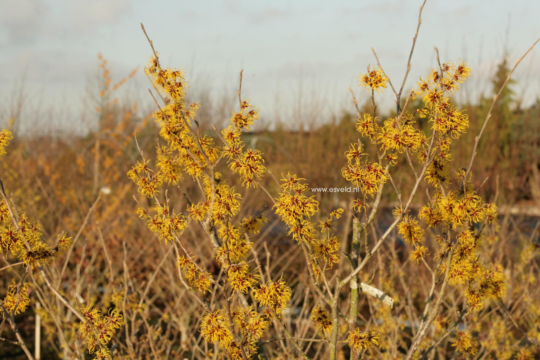 Hamamelis intermedia 'Ripe Corn'