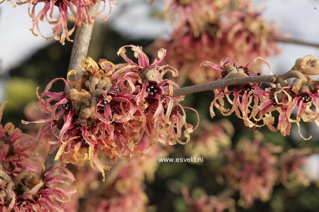 Hamamelis intermedia 'Strawberries and Cream'