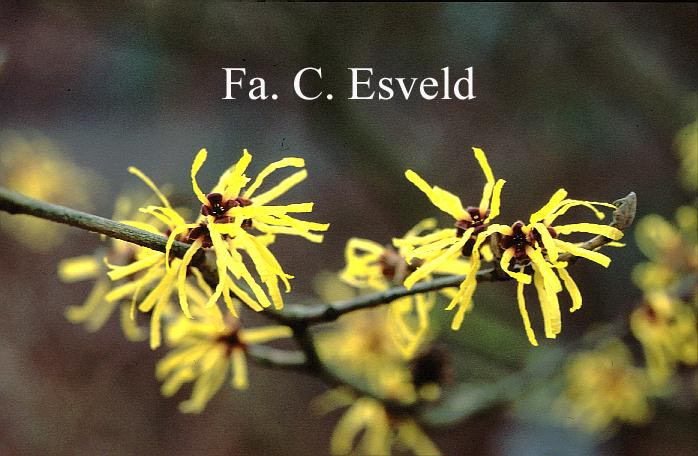 Hamamelis intermedia 'Sunburst'