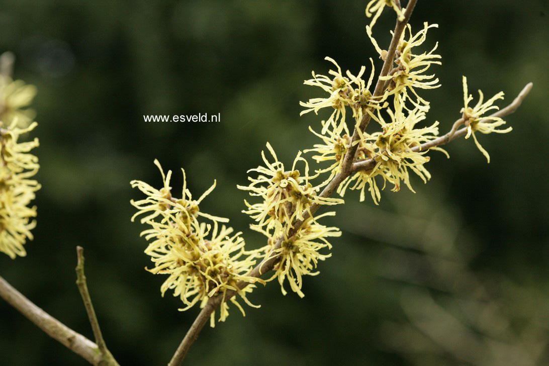 Hamamelis intermedia 'Wiero'