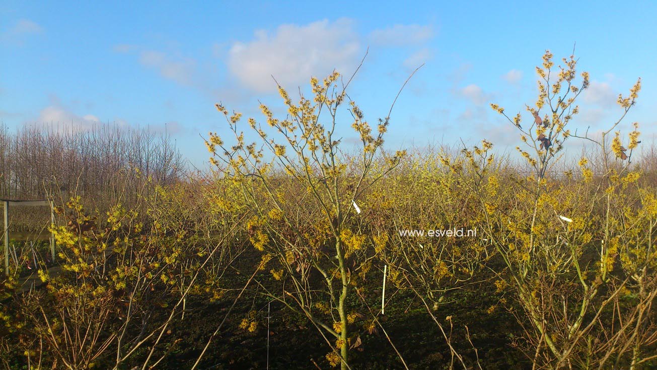 Hamamelis intermedia
