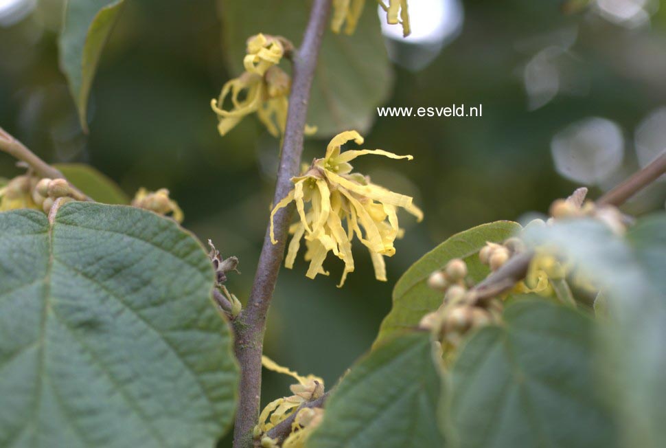 Hamamelis virginiana var. mexicana