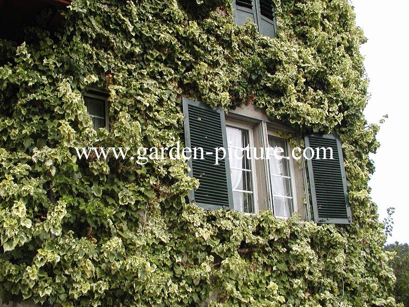 Hedera algeriensis 'Gloire de Marengo'