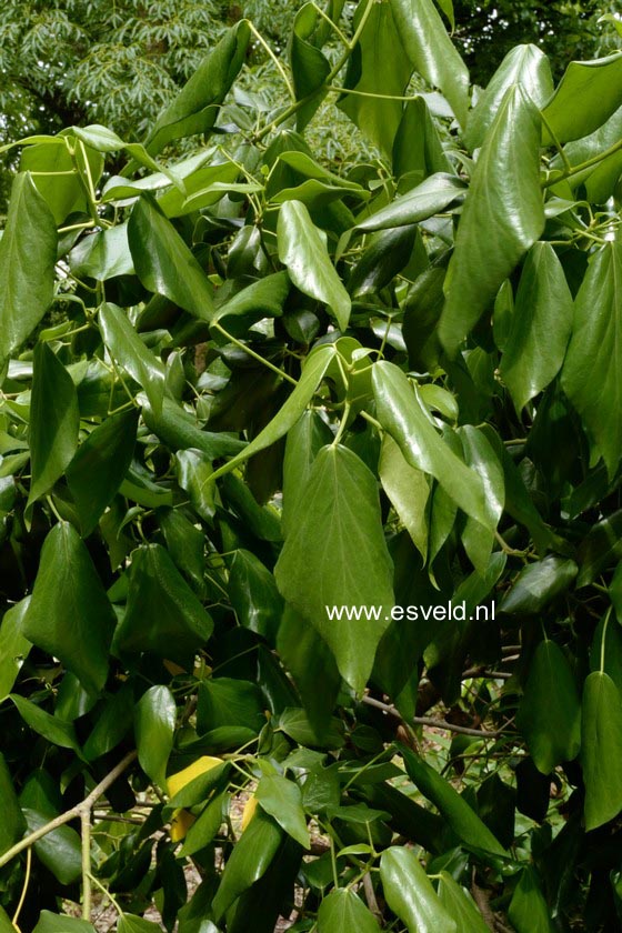Hedera colchica 'Dentata'