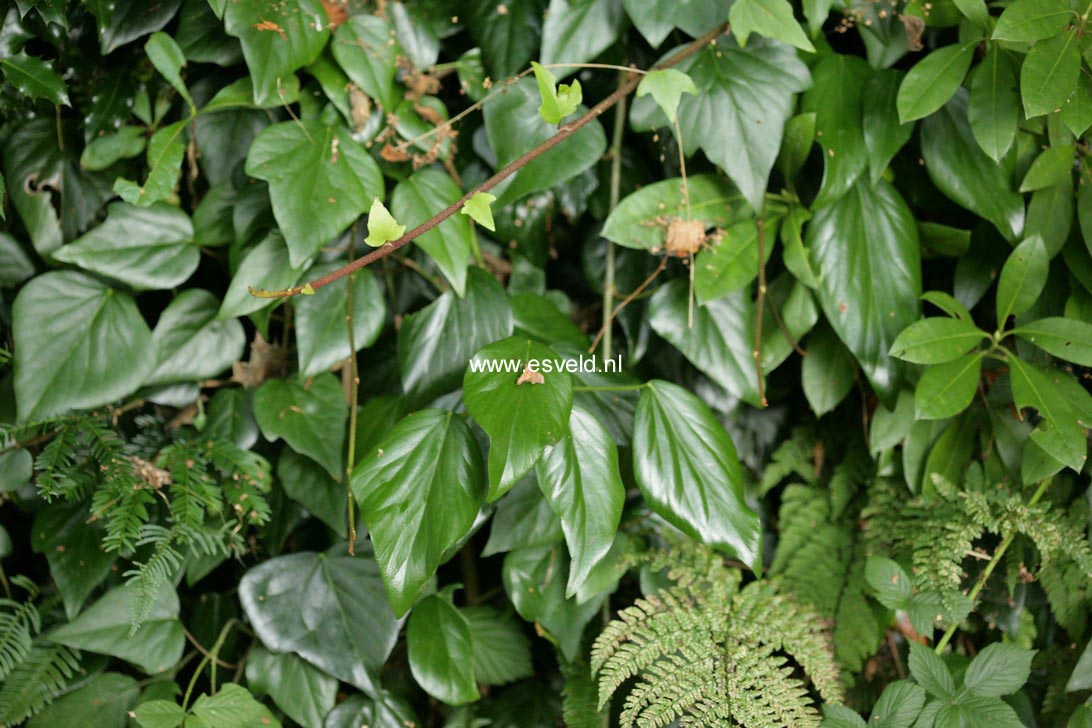 Hedera colchica