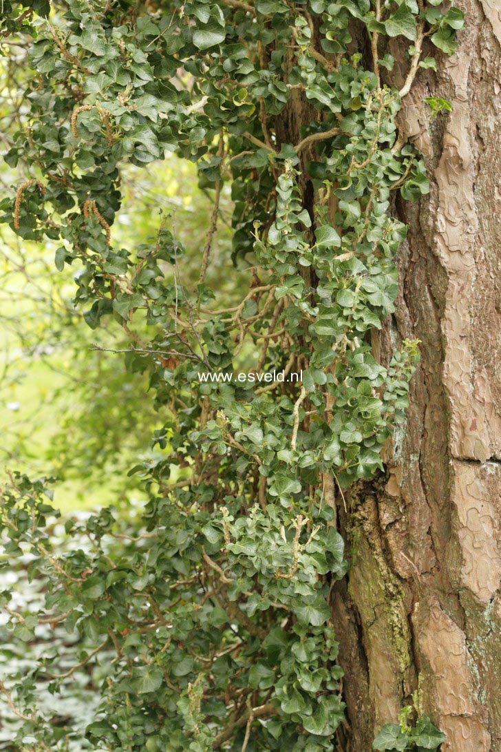 Hedera helix 'Conglomerata'