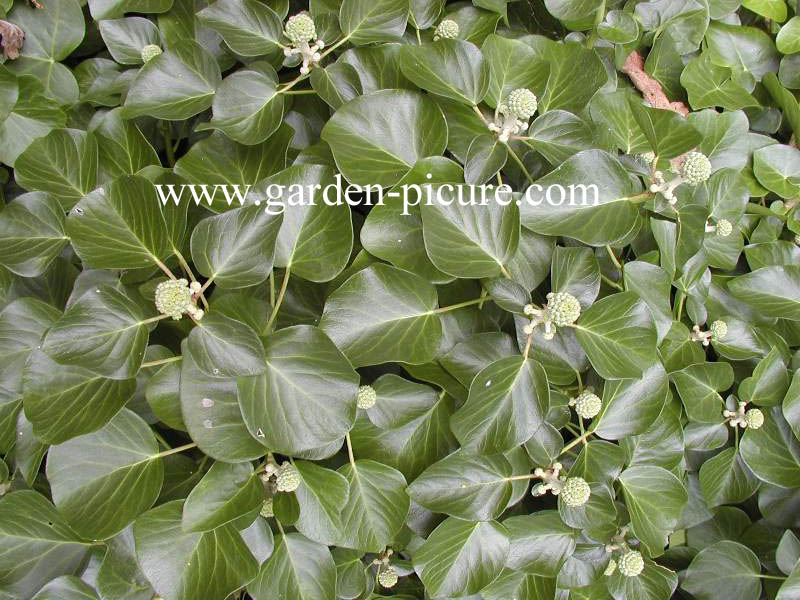 Hedera hibernica 'Deltoidea'