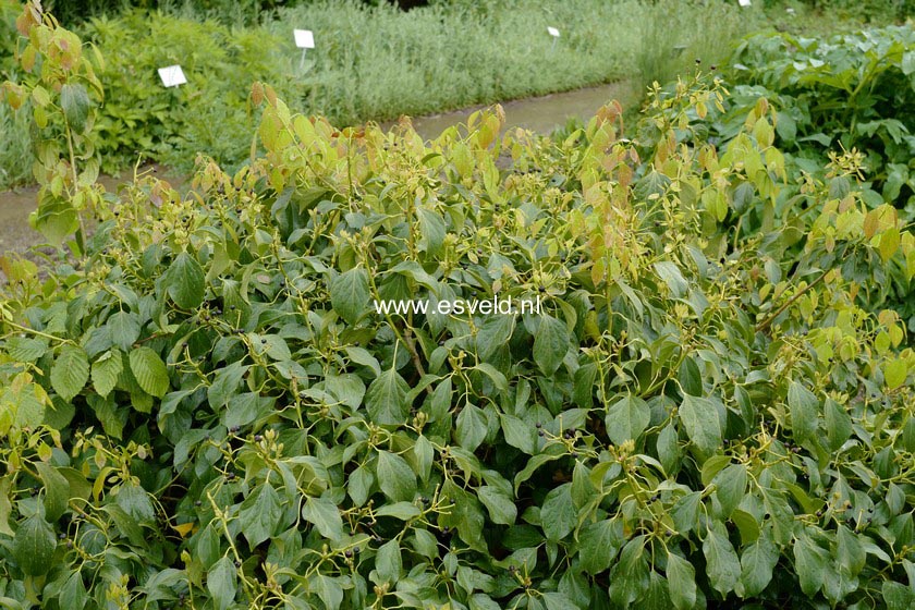 Hedera nepalensis sinensis