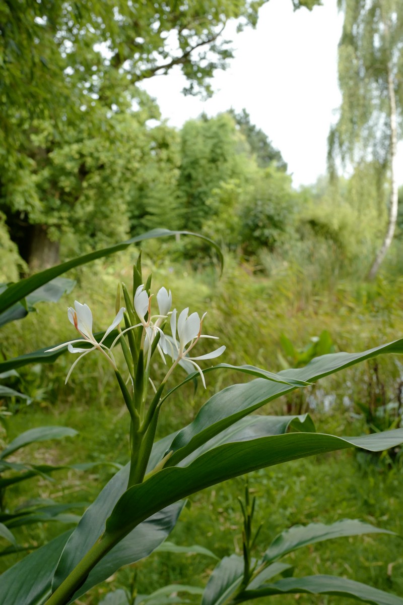 Hedychium spicatum