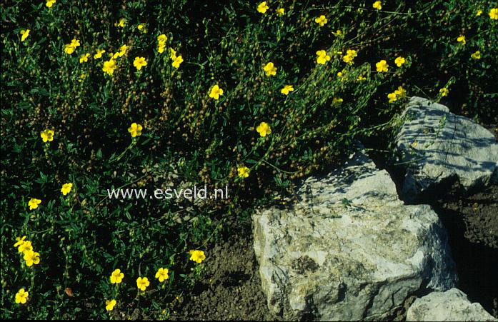 Helianthemum nummularium