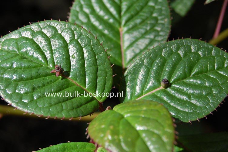 Helwingia japonica Helwingia japonica