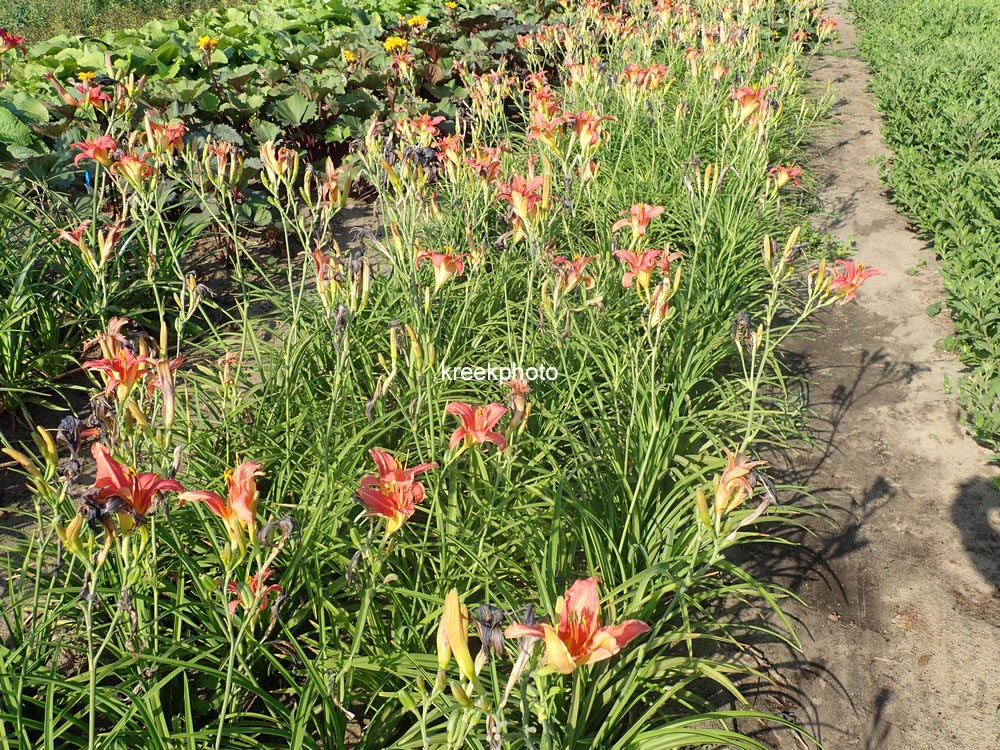 Hemerocallis 'Pink Damask'