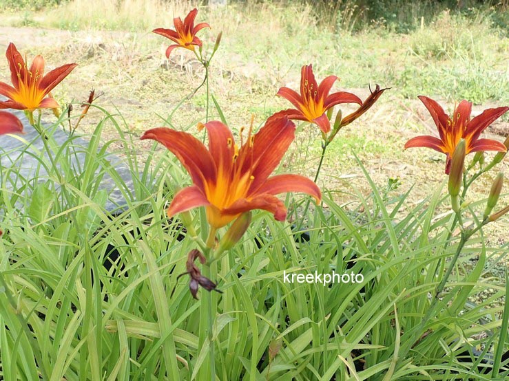 Hemerocallis 'Sammy Russell'