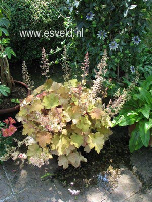 Heuchera 'Caramel'