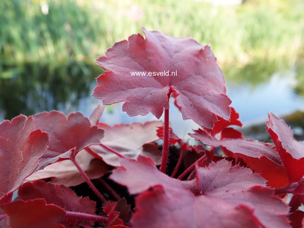 Heuchera 'Cherry Cola'