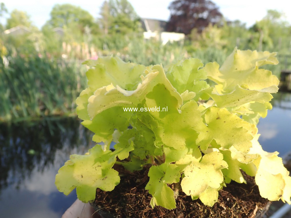 Heuchera 'Lime Marmalade'
