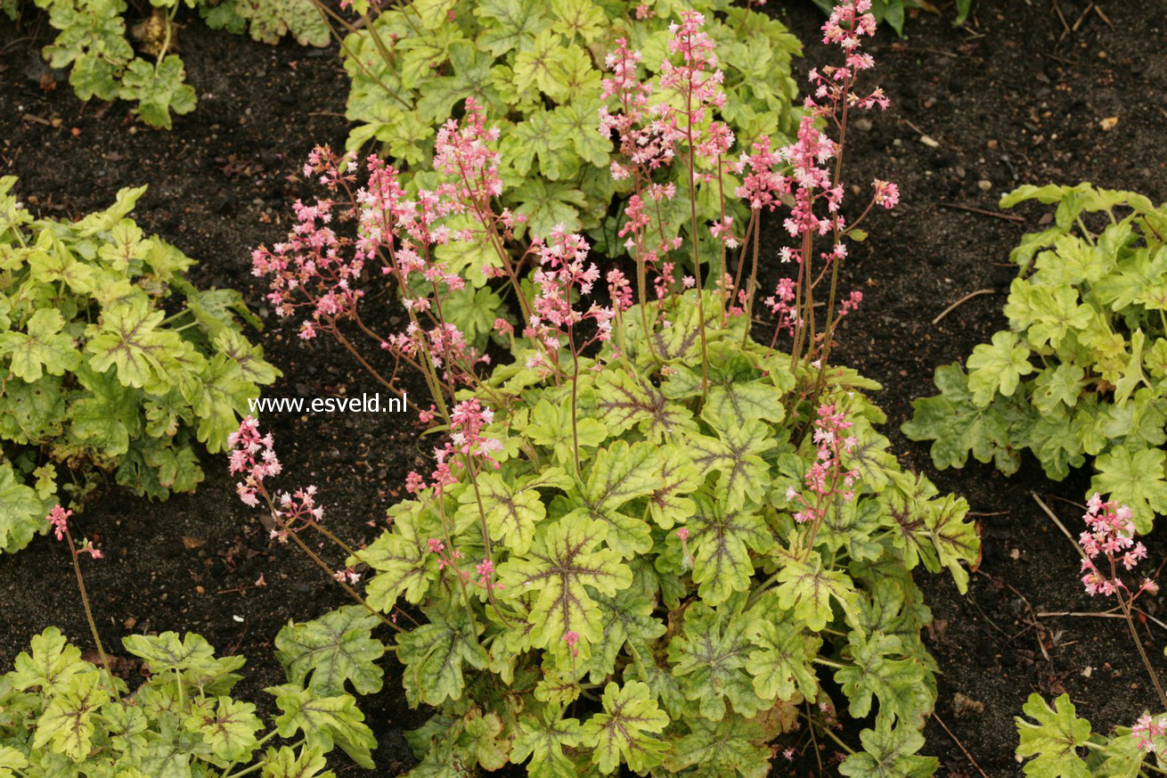 Heucherella 'Tapestry'