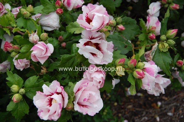 Hibiscus syriacus 'Helene'