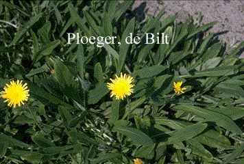 Hieracium pilosella