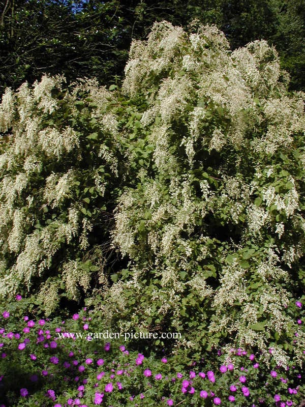 Holodiscus discolor ariifolius