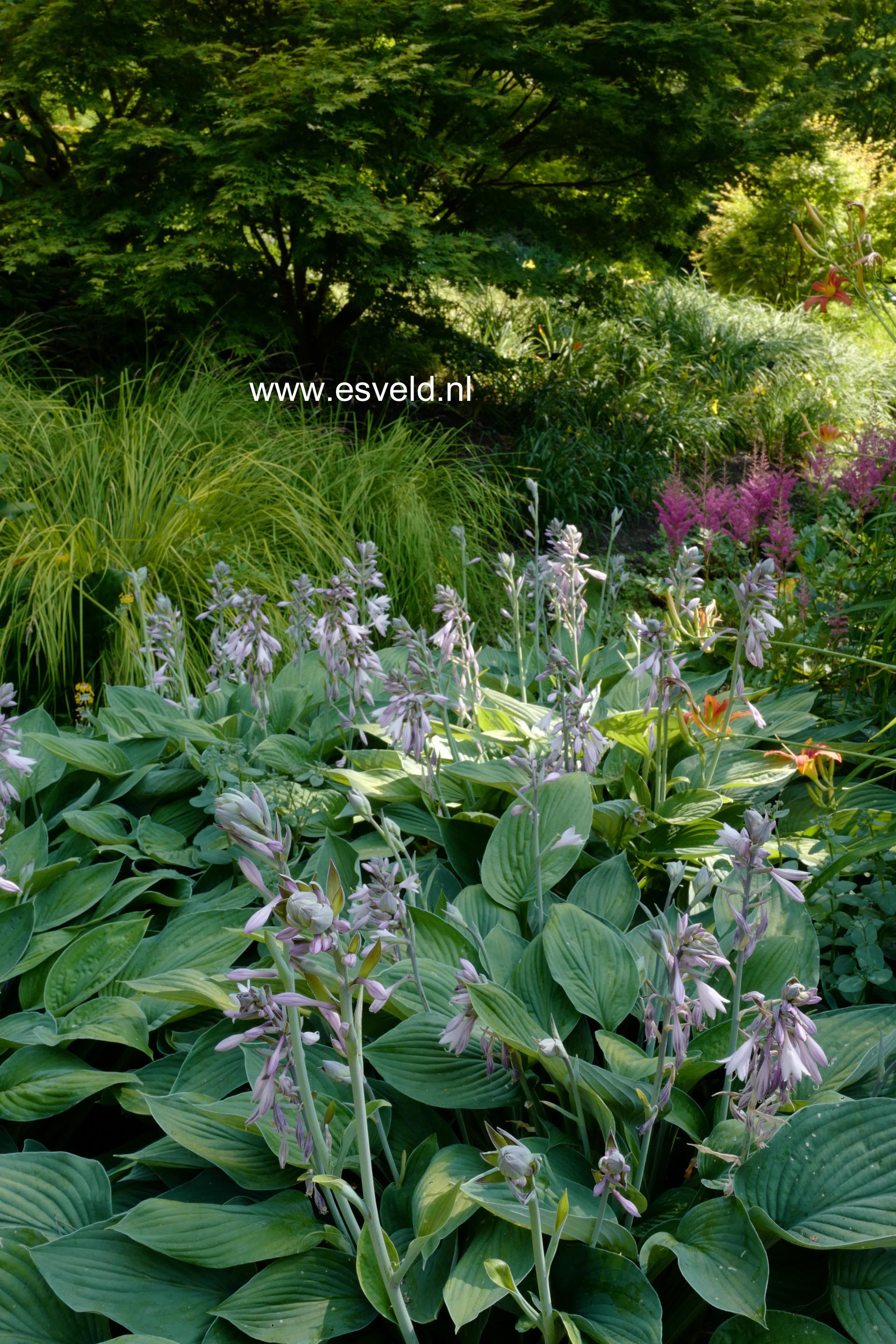 Hosta fortunei 'Hyacinthina'
