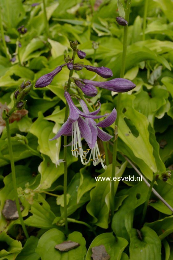 Hosta lancifolia