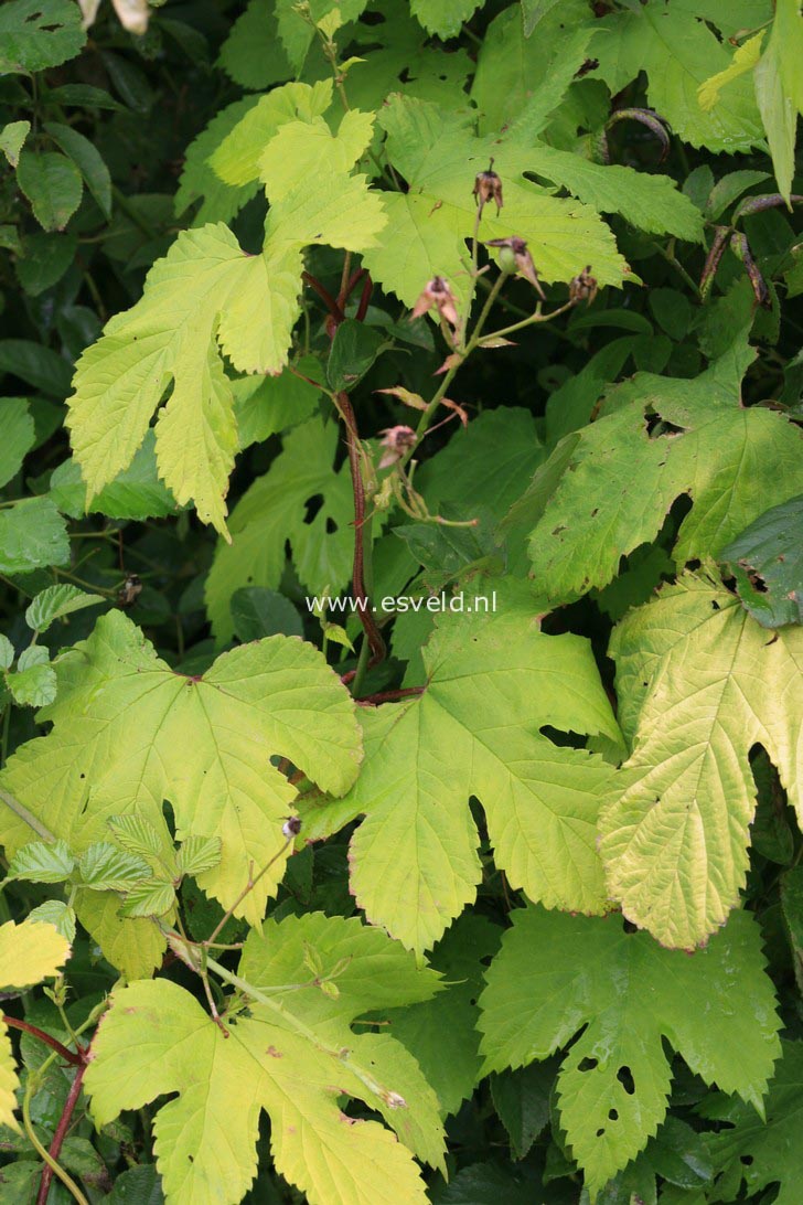 Humulus lupulus 'Aureus'