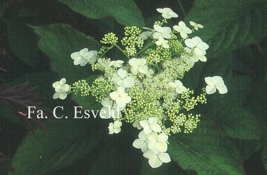 Hydrangea 'Nepal Beauty'