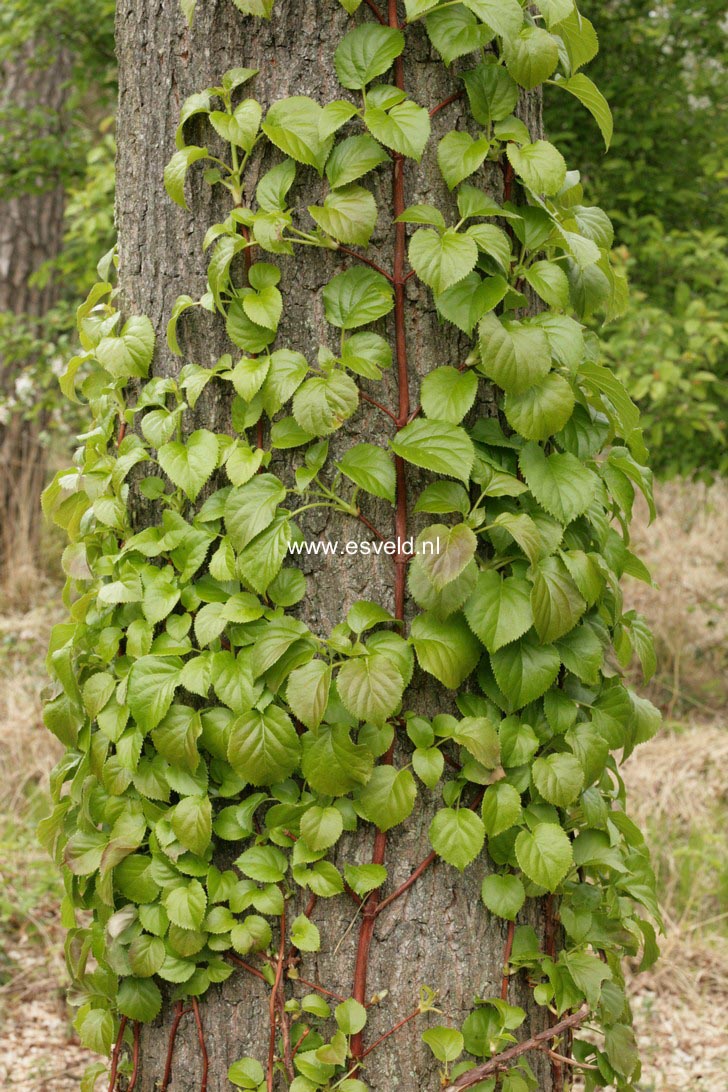 Hydrangea anomala 'Cordifolia'