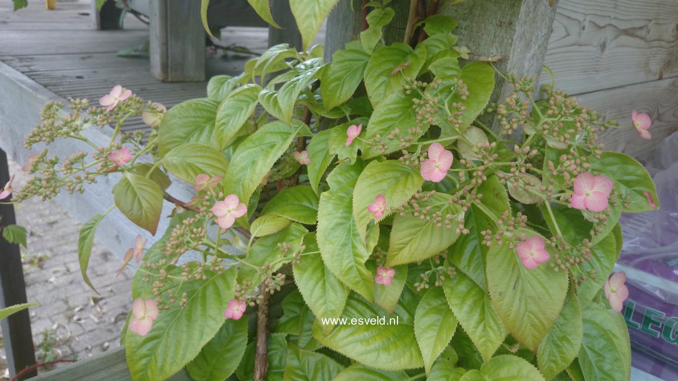Hydrangea anomala 'Crug Coral'