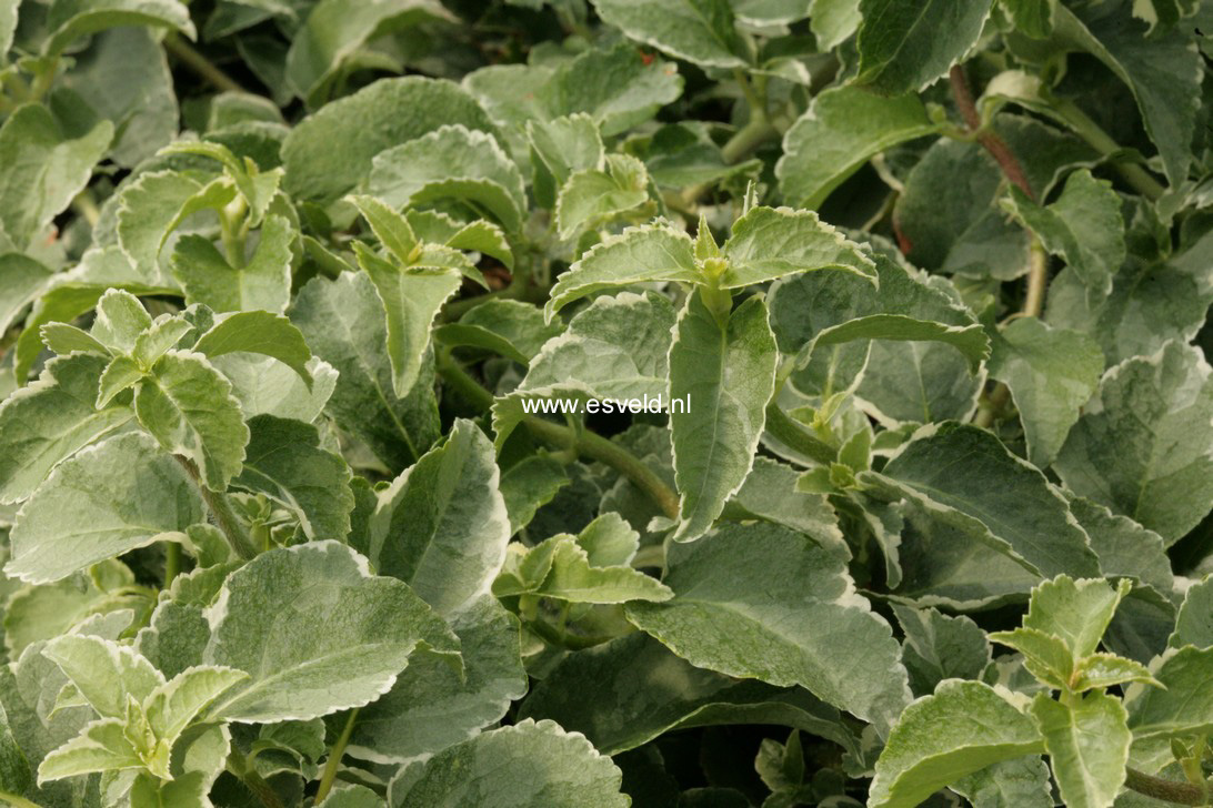 Hydrangea anomala 'Silver Lining'